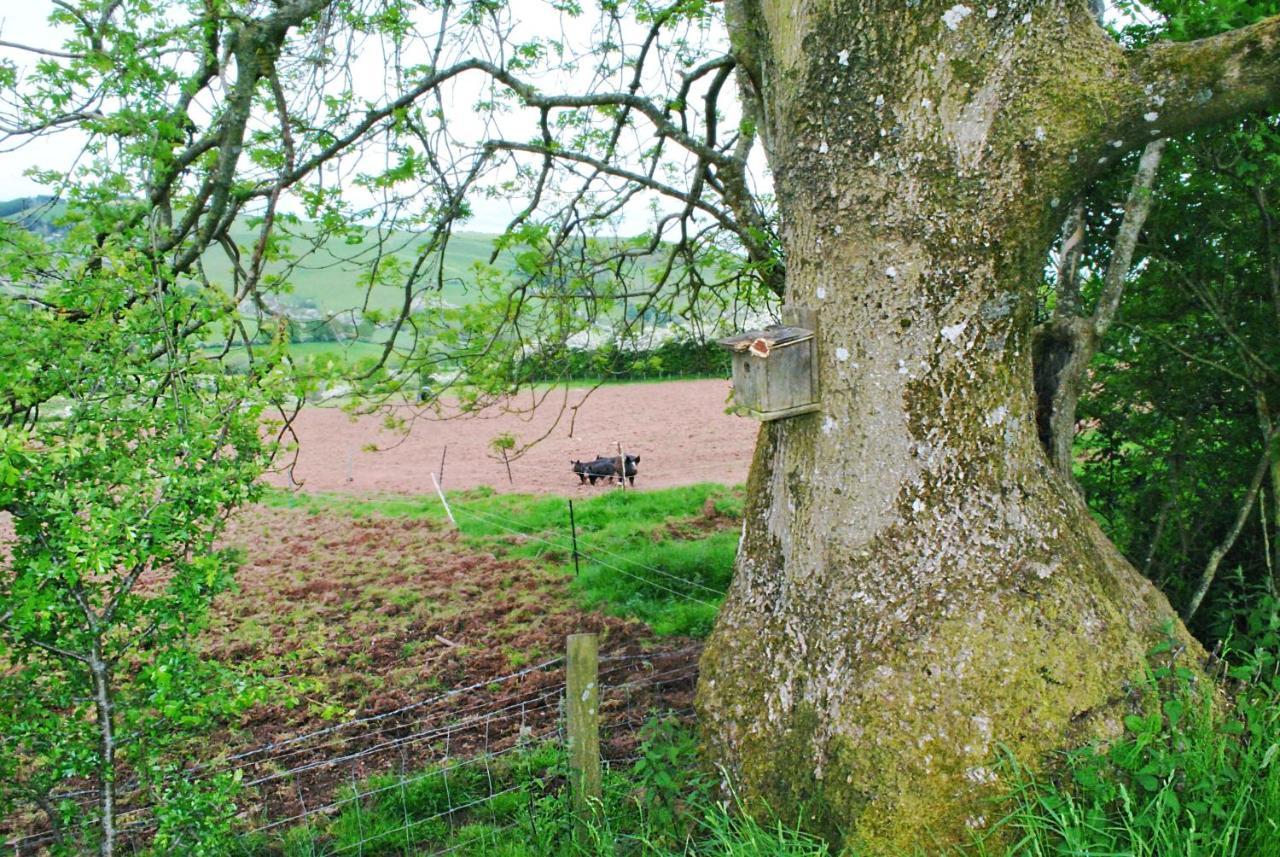 Eco Cottage Joe The Buck Craven Arms Eksteriør bilde