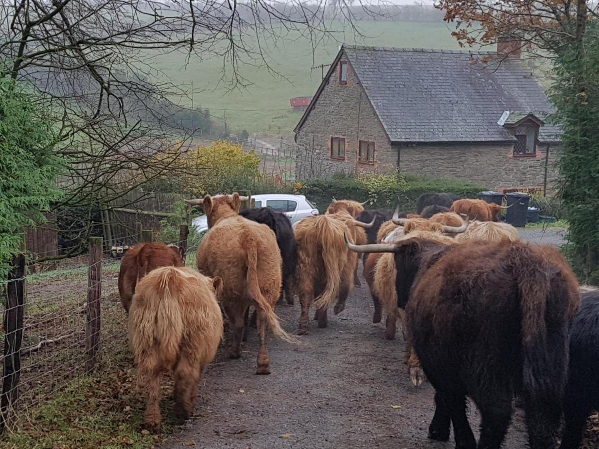 Eco Cottage Joe The Buck Craven Arms Eksteriør bilde